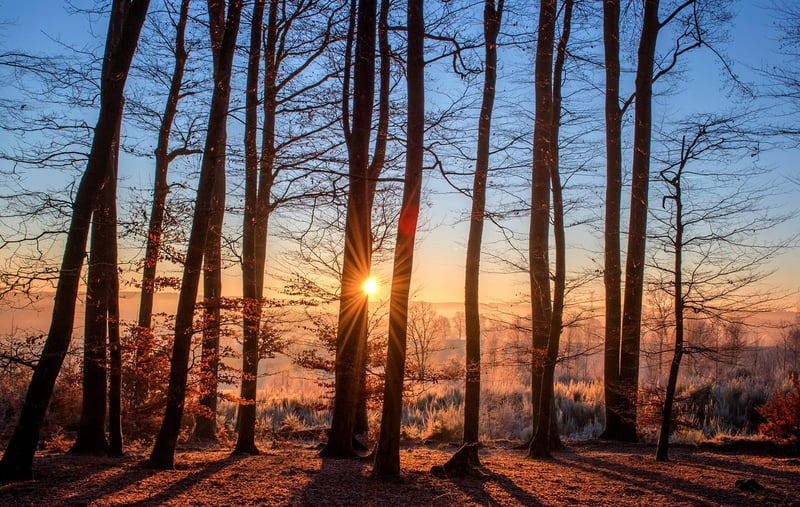 Nature Photography
